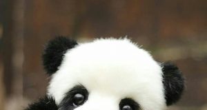 Do you Know Pandas are coming to Qatar?