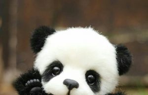Do you Know Pandas are coming to Qatar?