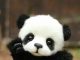 Do you Know Pandas are coming to Qatar?