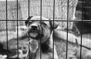 Laws on Animal Cruelty in Qatar