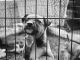 Laws on Animal Cruelty in Qatar