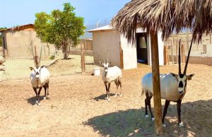 The Al Qamra Beach Park and the Al Shuaa Nature Reserve in Al Khor City Reopened