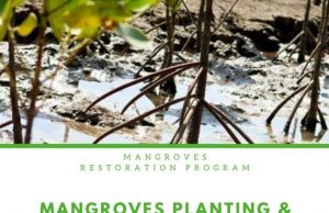 Mangroves Planting and Kayaking by 365 Adventures