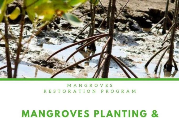 Mangroves Planting and Kayaking by 365 Adventures