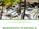 Mangroves Planting and Kayaking by 365 Adventures