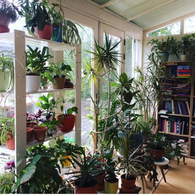 Where to order Plants Online in Qatar??