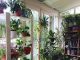 Where to order Plants Online in Qatar??