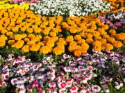 How to Design a Garden in your Home or Office in Qatar ??