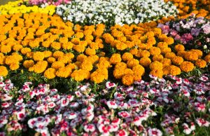 How to Design a Garden in your Home or Office in Qatar ??