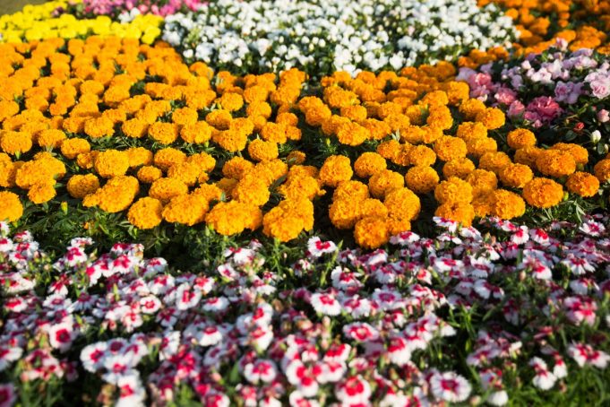 How to Design a Garden in your Home or Office in Qatar ??