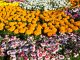 How to Design a Garden in your Home or Office in Qatar ??