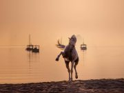 Katara International Arabian Horse Festival