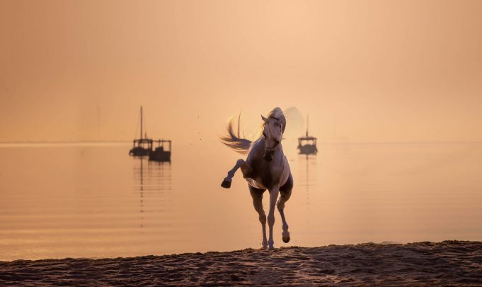 Katara International Arabian Horse Festival