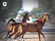 Where to learn Horse Riding in Qatar ??-Al Samriya Riding School