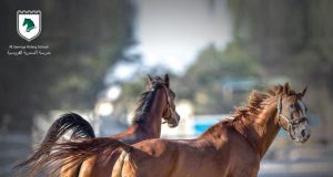 Where to learn Horse Riding in Qatar ??-Al Samriya Riding School