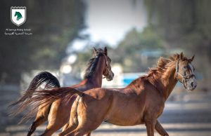 Where to learn Horse Riding in Qatar ??-Al Samriya Riding School