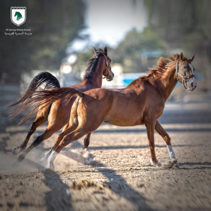Where to learn Horse Riding in Qatar ??-Al Samriya Riding School