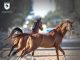 Where to learn Horse Riding in Qatar ??-Al Samriya Riding School