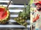 “Eat Raja”-A zero-waste juice shop serves the fruit juices inside the fruit Shell