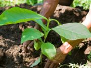 Qatar’s Verdura Care Trading launches a unique global tree plantation project in collaboration with Hong Kong based EcoMatcher