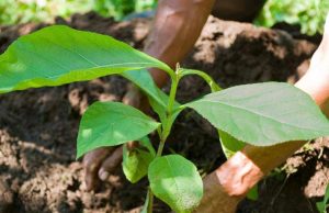 Qatarâs Verdura Care Trading launches a unique global tree plantation project in collaboration with Hong Kong based EcoMatcher