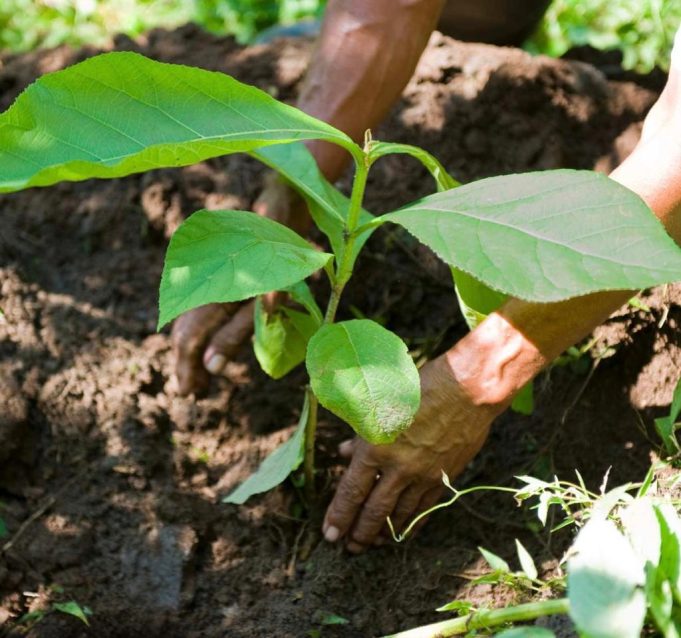 Qatar’s Verdura Care Trading launches a unique global tree plantation project in collaboration with Hong Kong based EcoMatcher