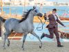 KATARA INTERNATIONAL ARABIAN HORSES FESTIVAL