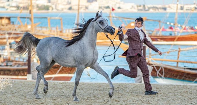 KATARA INTERNATIONAL ARABIAN HORSES FESTIVAL