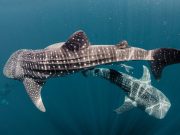 Discover the Whale Sharks of Qatar – Once in a lifetime experience