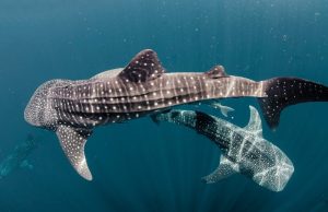 Discover the Whale Sharks of Qatar – Once in a lifetime experience