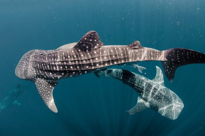 Discover the Whale Sharks of Qatar – Once in a lifetime experience