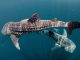 Discover the Whale Sharks of Qatar – Once in a lifetime experience